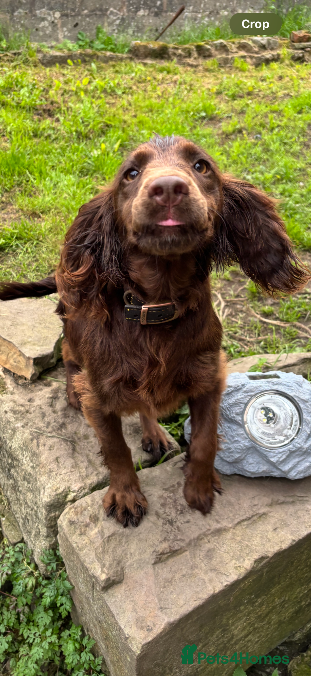 Cocker Spaniel dogs for sale: 6 month old cocker  - Image 1