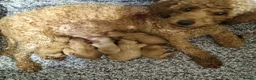 Cavapoo dogs for sale: Beautiful cavapoo puppies  - Advert 3