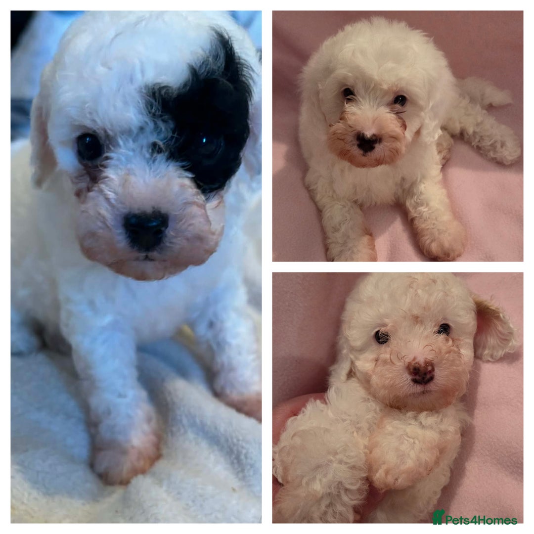 Cavapoo dogs for sale: F1B Cavapoo Puppies  - Advert 1