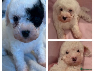 Cavapoo dogs F1B Cavapoo Puppies - Advert 1