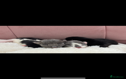 Mixed Breed cats for sale: Four beautiful kittens  - Image 1