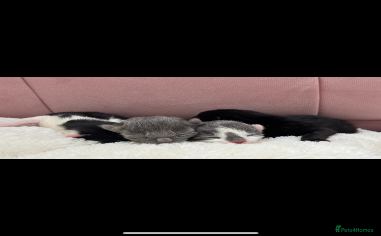 Mixed Breed cats - Advert 3