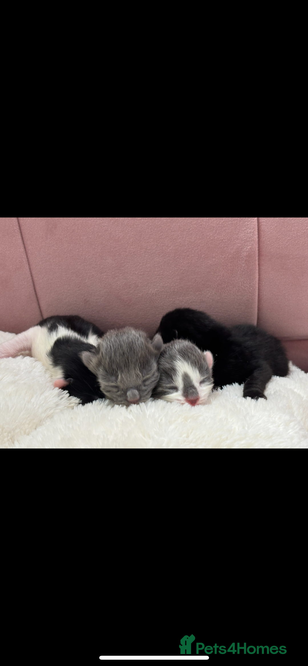 Mixed Breed cats for sale: Four beautiful kittens  - Image 1
