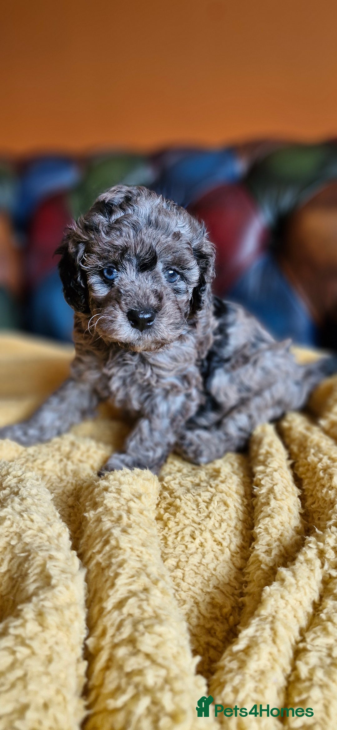 Cavapoo dogs for sale: Gorgeous f1b Cavapoo puppys.Health tested parents  - Image 5