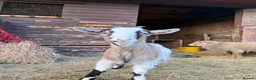 Goats livestock for sale: Mother Pygmy goat and Pygmy x Boer castrated kid in Feltham - Advert 4