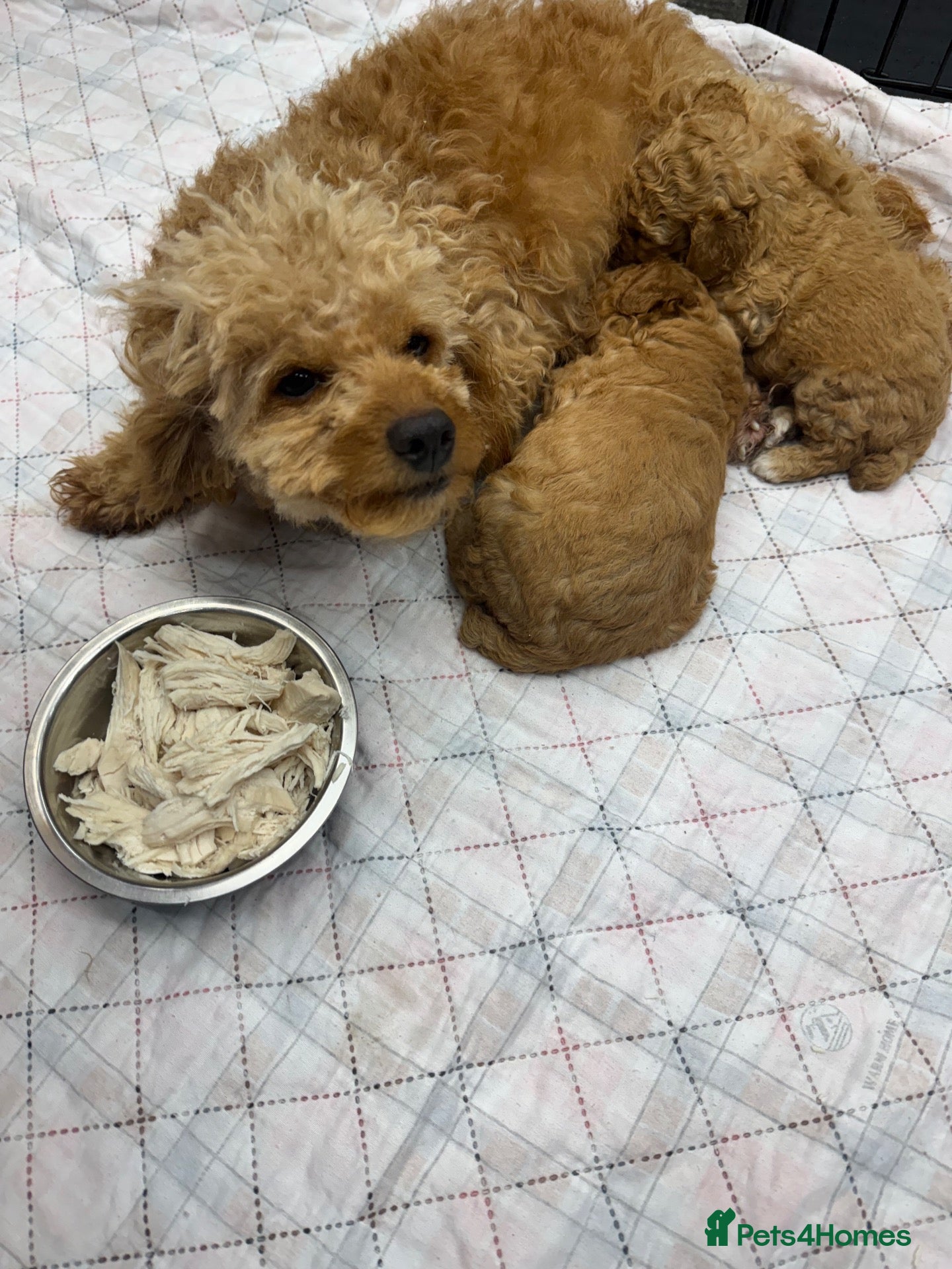 Maltipoo dogs Beautiful maltipoo puppy for sale - Advert 1