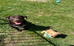 Labrador Retriever dogs for sale: Koda and Meave  - Image 5