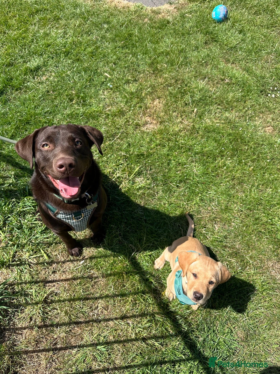 Labrador Retriever dogs for sale: Koda and Meave  - Image 5