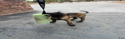 Belgian Shepherd Dog dogs for sale: DARK KC REG BELGIAN MALINOIS PUPPIES - Advert 10