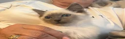 Ragdoll cats for sale: Ragdoll kittens toilet trained flead and wormed  - Advert 2