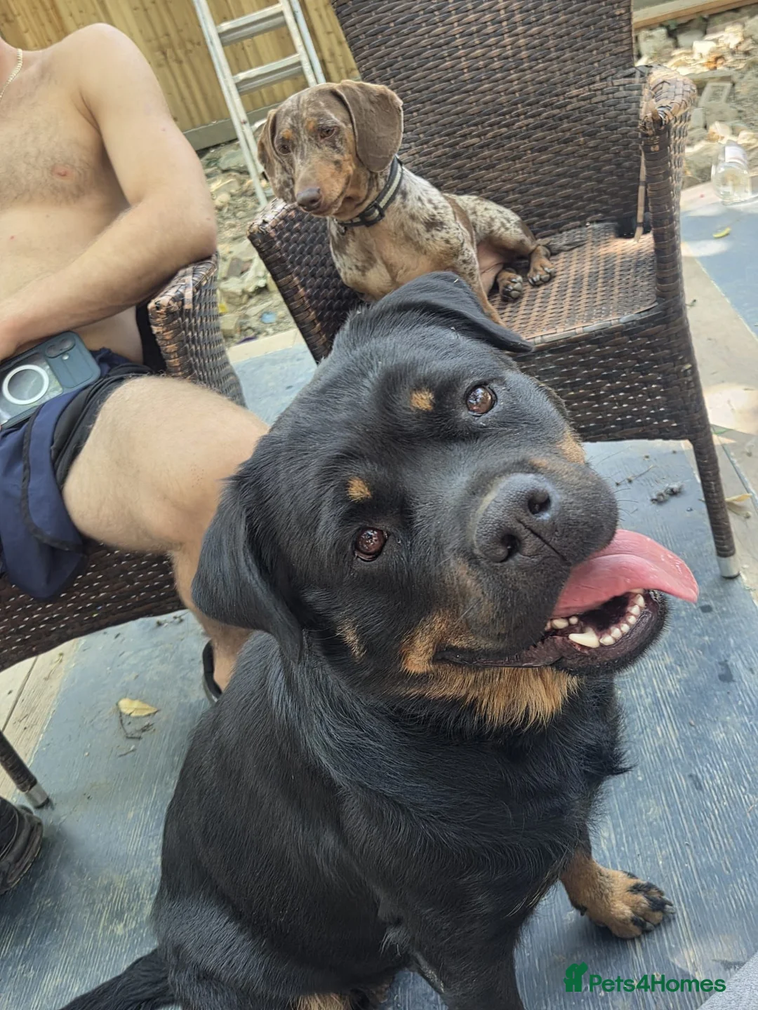 Rottweiler dogs for sale: Rottweiler Looking for forever home  - Advert 2