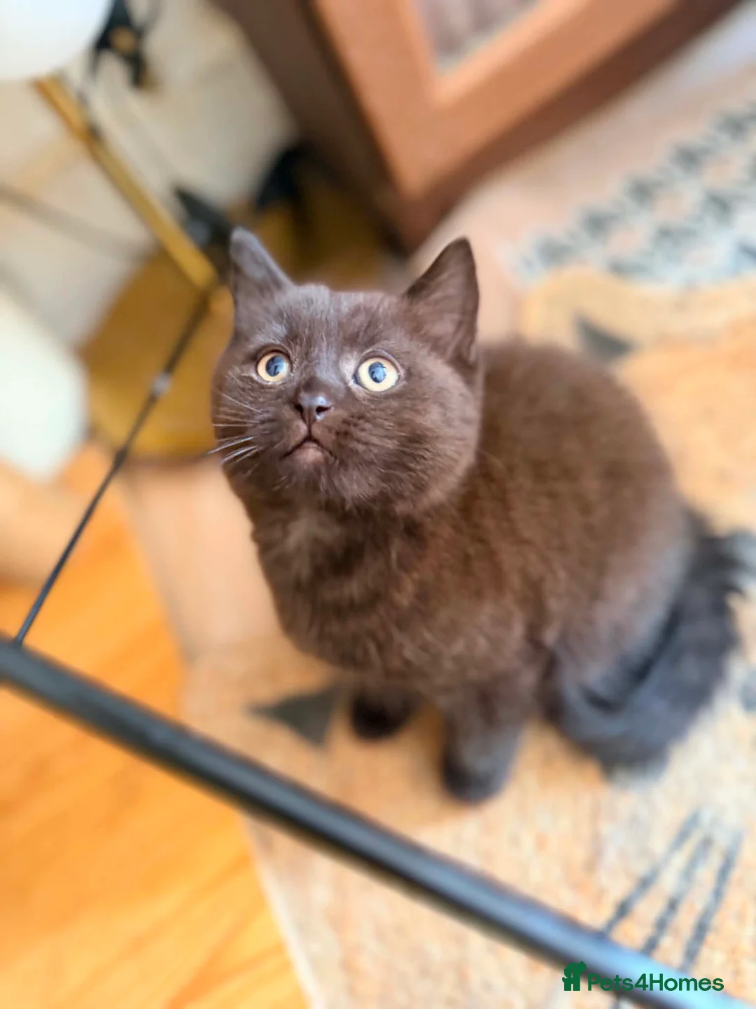 British Shorthair cats for sale: BRITISH SHORTHAIR DOLLS READY NOW! - Advert 2