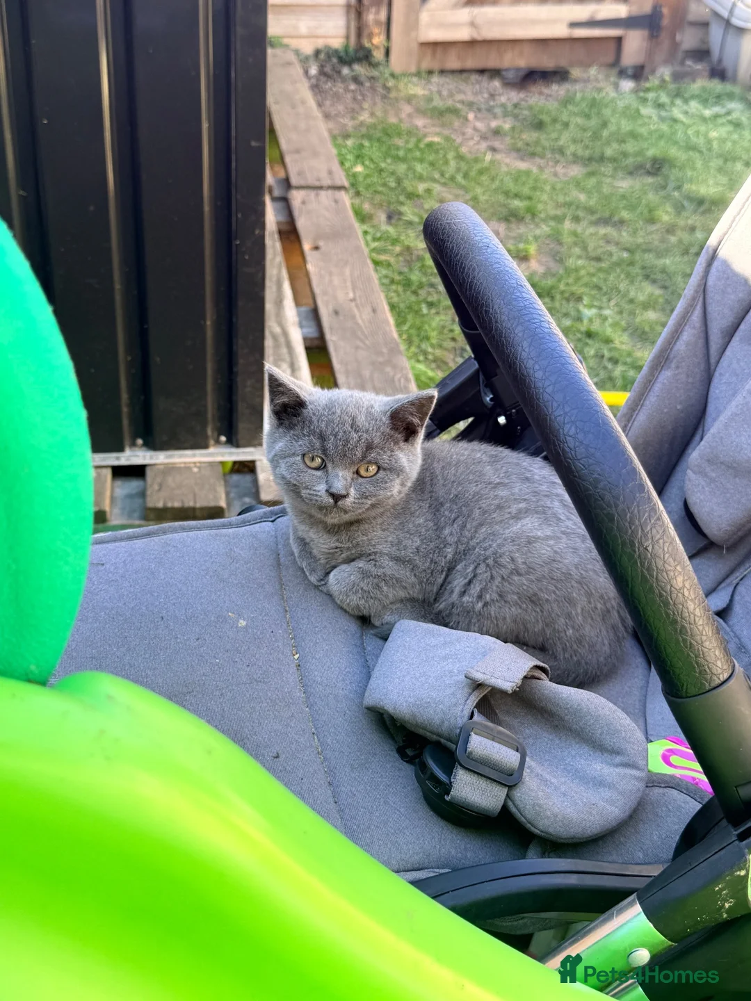British Shorthair cats for sale: British shorthair female last one left  - Advert 7