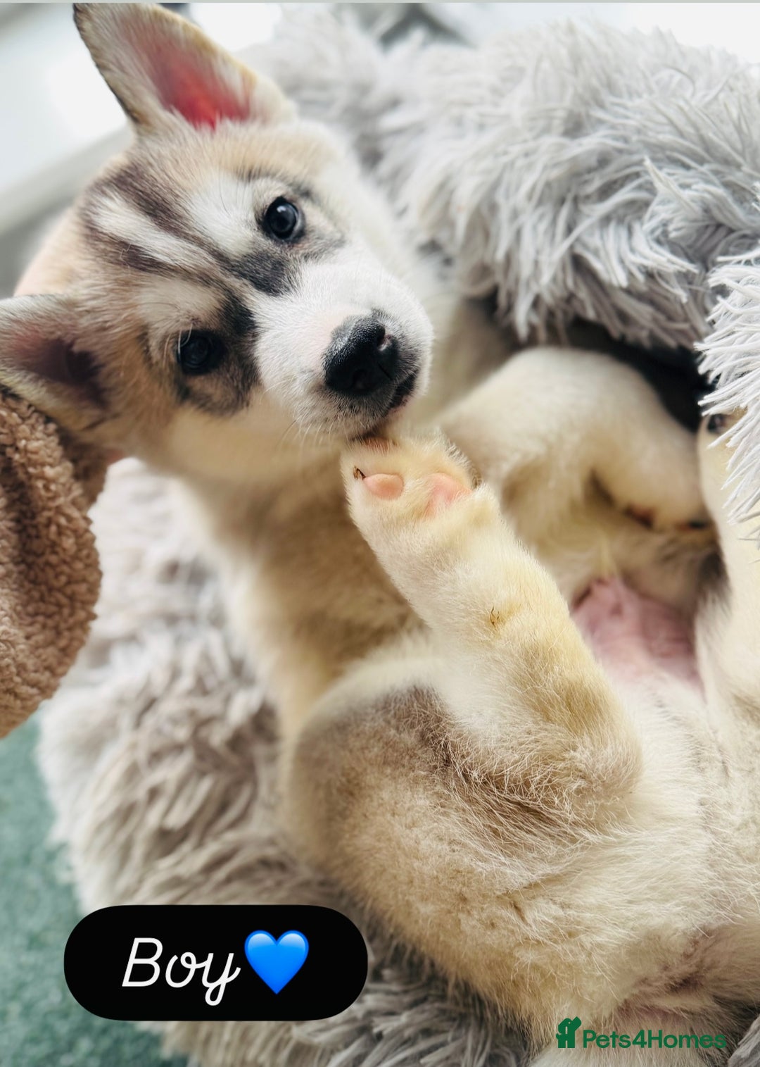 Siberian Husky dogs for sale: Beautiful Siberian Husky Puppies Ready to Reserve - Advert 5