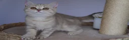 Scottish Fold cats for sale: 🌸beautiful long hair and short haired kittens🌸 - Advert 5