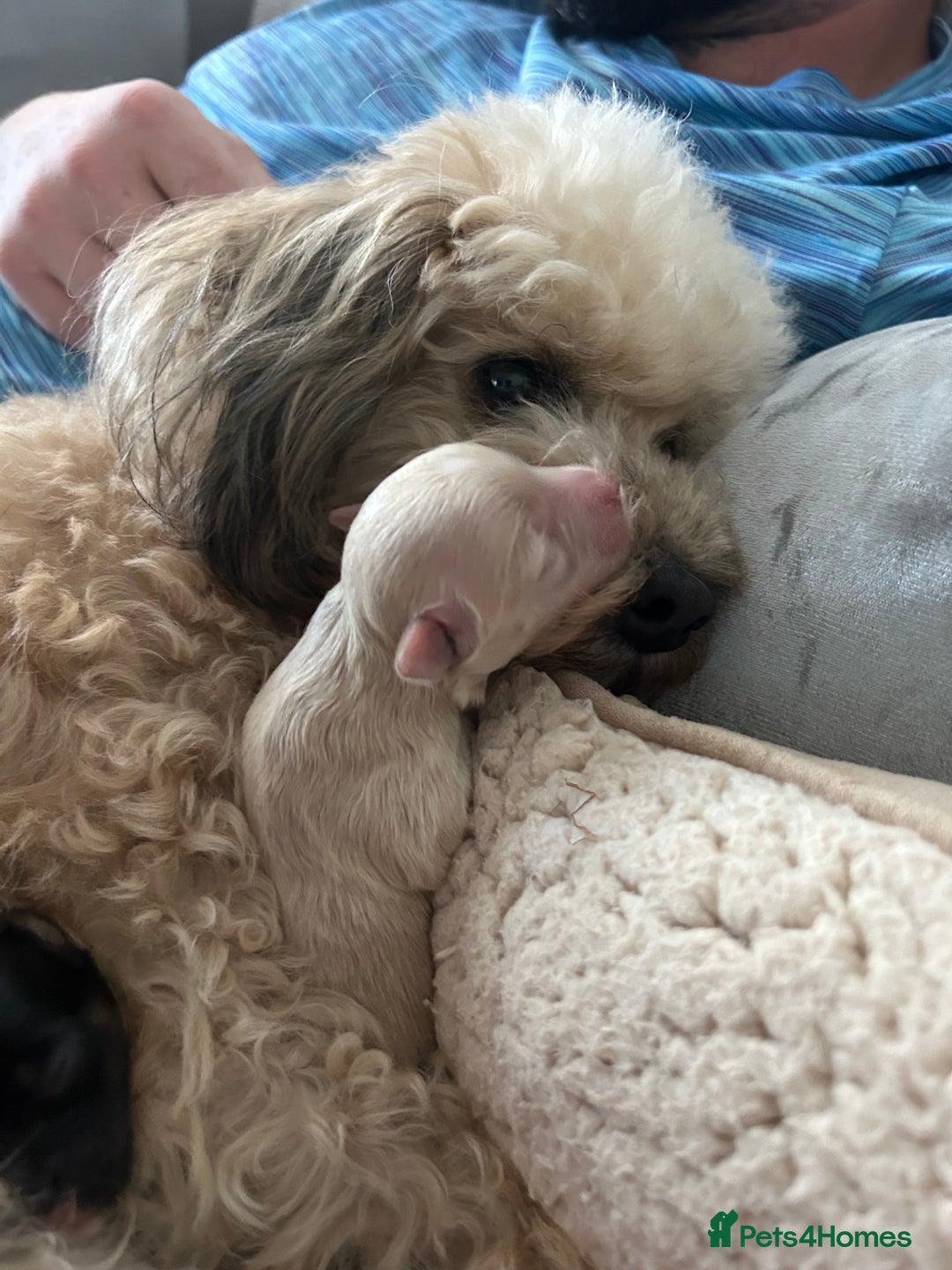 Maltipoo dogs for sale: Beautiful Maltipoo puppies  - Image 3