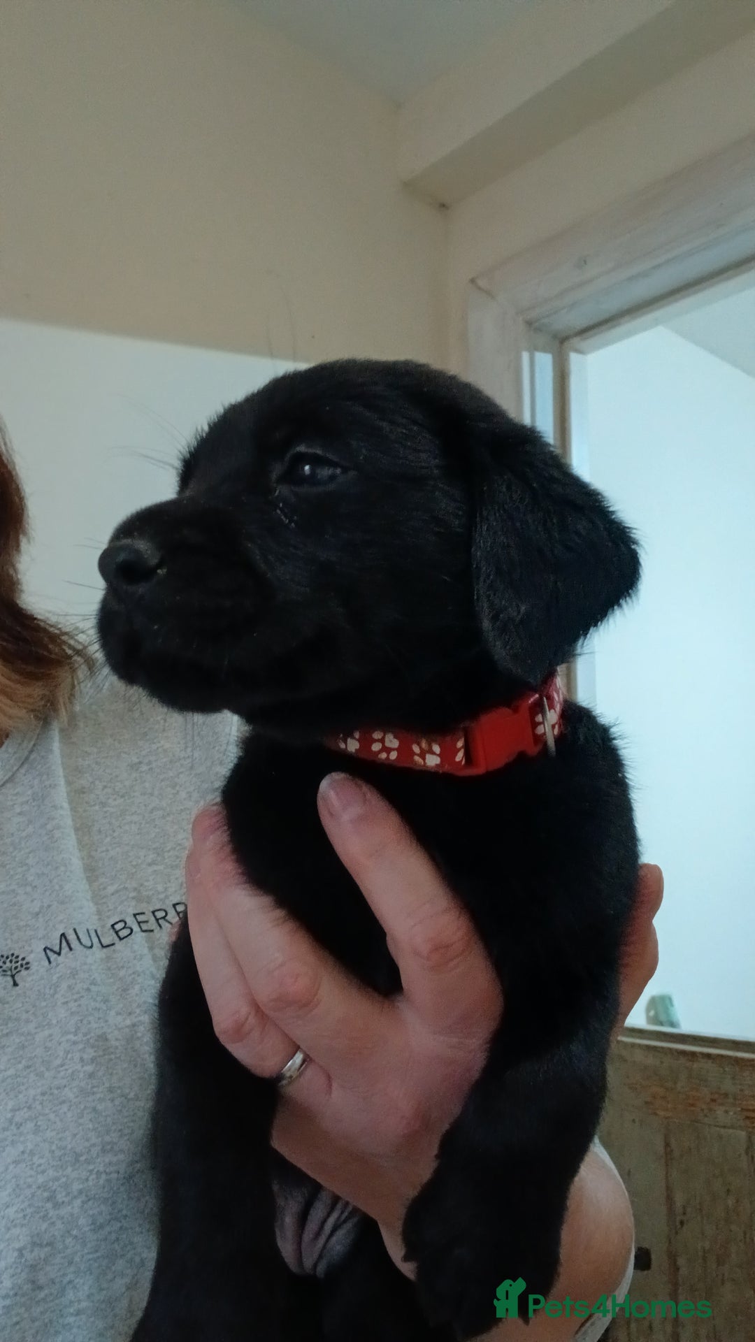 Labrador Retriever dogs for sale: Black and chocolate labrador puppies - Image 9