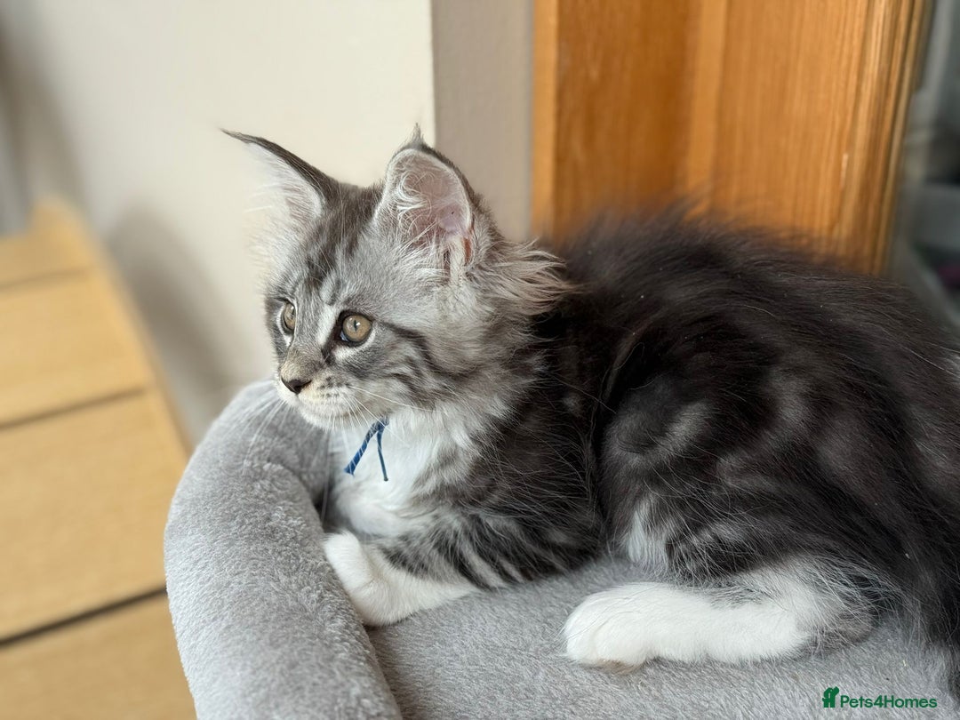 Maine Coon cats for sale: 2 Beautiful pedigree TICA reg Maine Coon kittens - Image 29