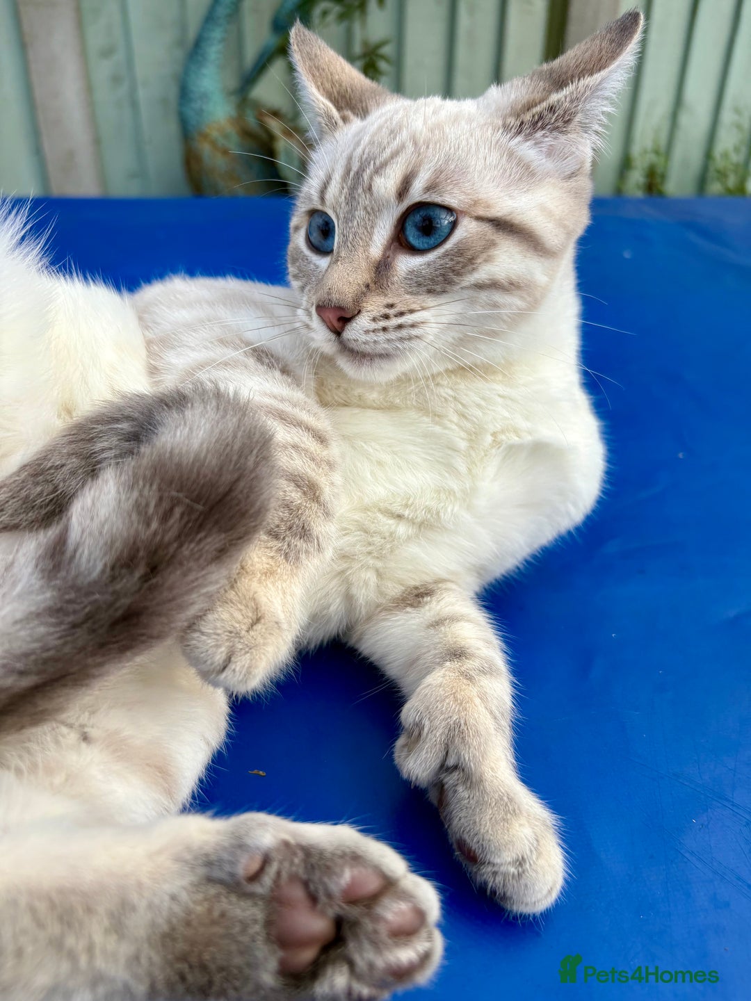 Keetso cats for sale: Superb polydactyl girl - Advert 26