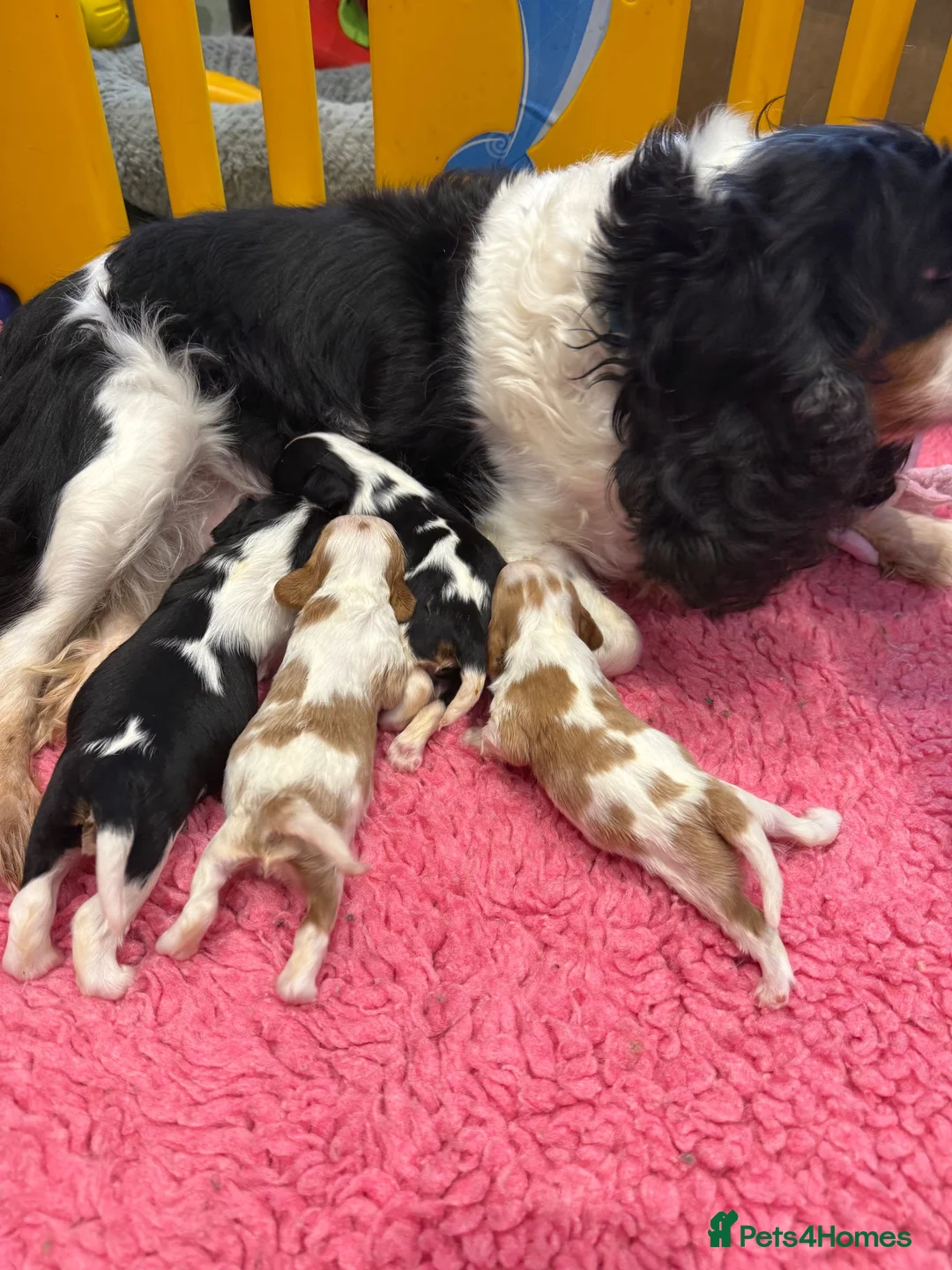 Cavalier King Charles Spaniel dogs for sale: Health tested cavaliers  - Advert 5