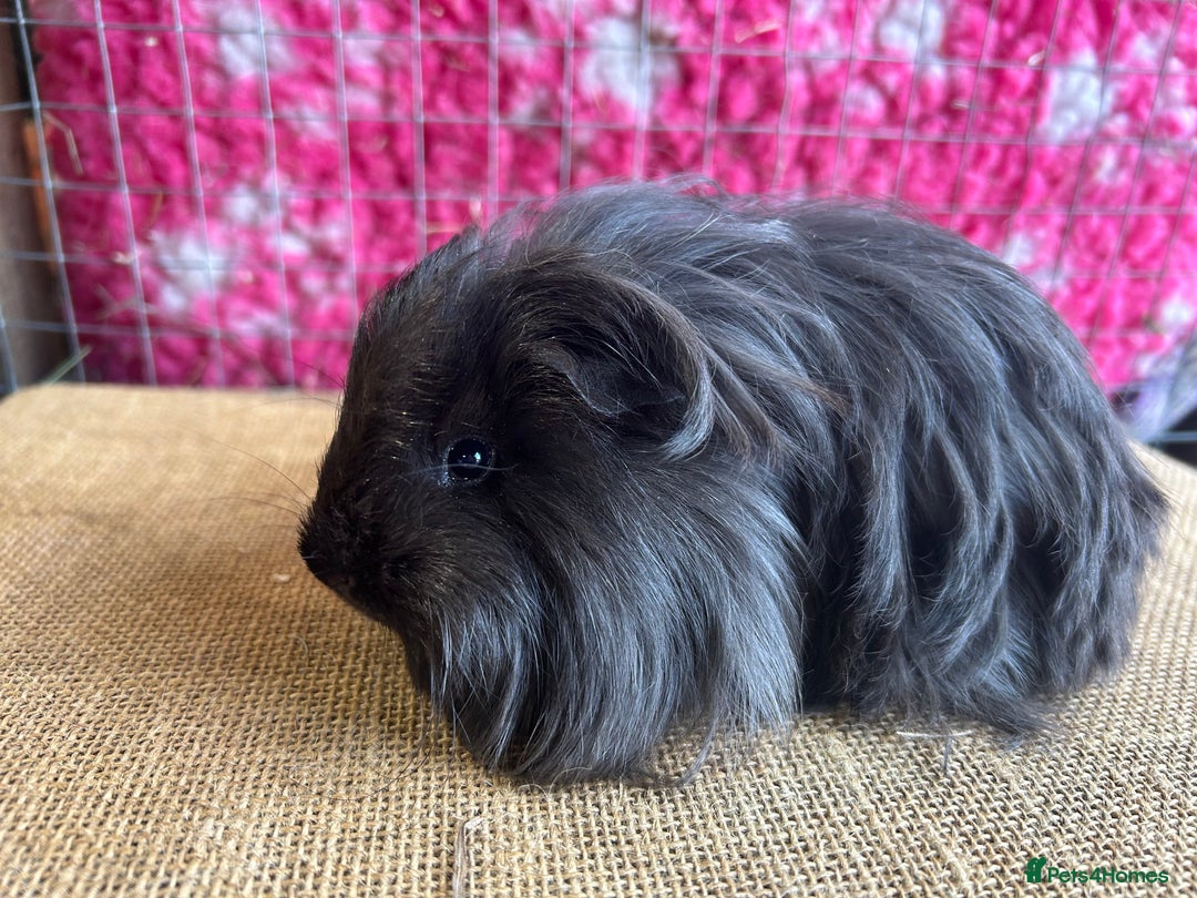 Guinea Pig rodents for sale: Guinea pigs mixed breeds - Advert 3