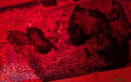 Cockapoo dogs for sale: Mixed coloured Cockapoo Puppies  - Image 9