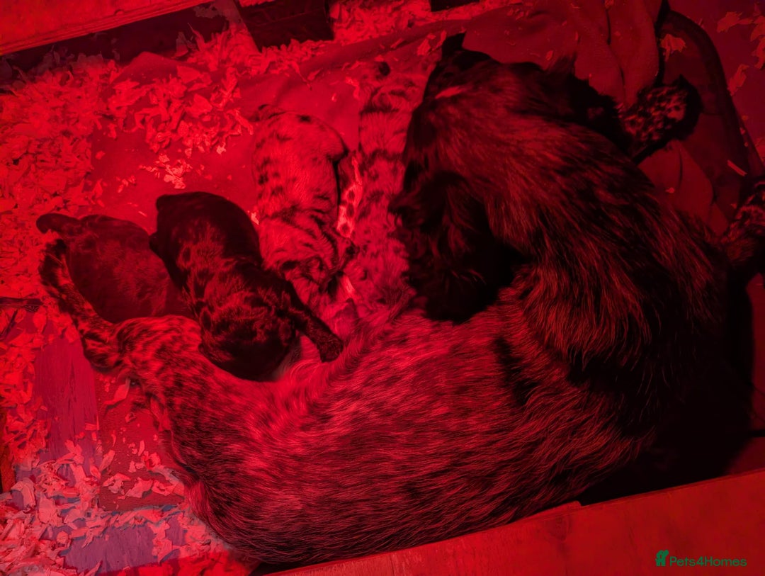 Cockapoo dogs for sale: Mixed coloured Cockapoo Puppies  - Image 9