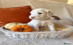 Australian Labradoodle dogs for sale: Pure Multigen Australian Labradoodle Puppies - Image 5