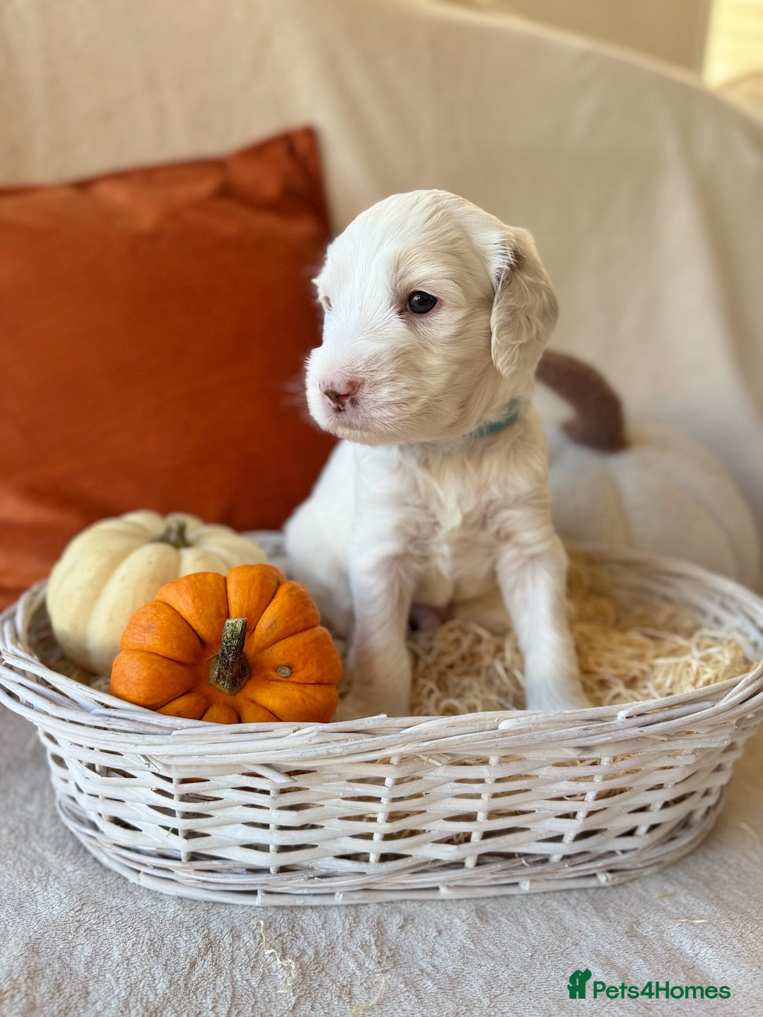 Australian Labradoodle dogs for sale: Pure Multigen Australian Labradoodle Puppies - Image 5