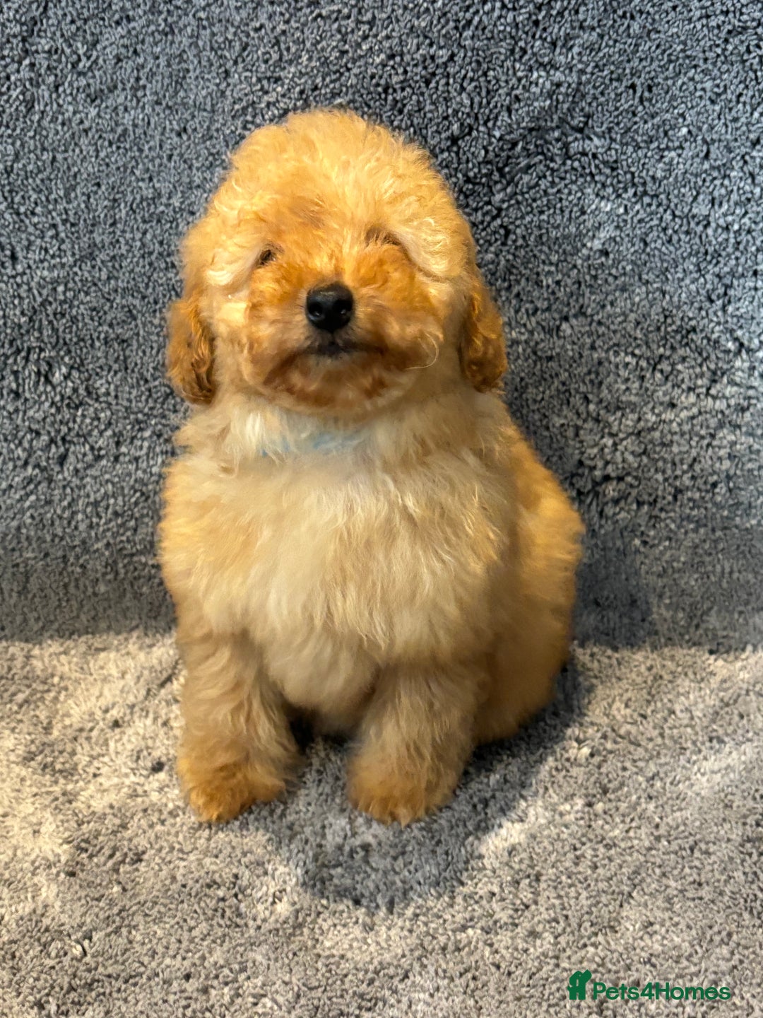 Toy Poodle dogs for sale: 2 beautiful toy poodle girls READY SOON  - Advert 7