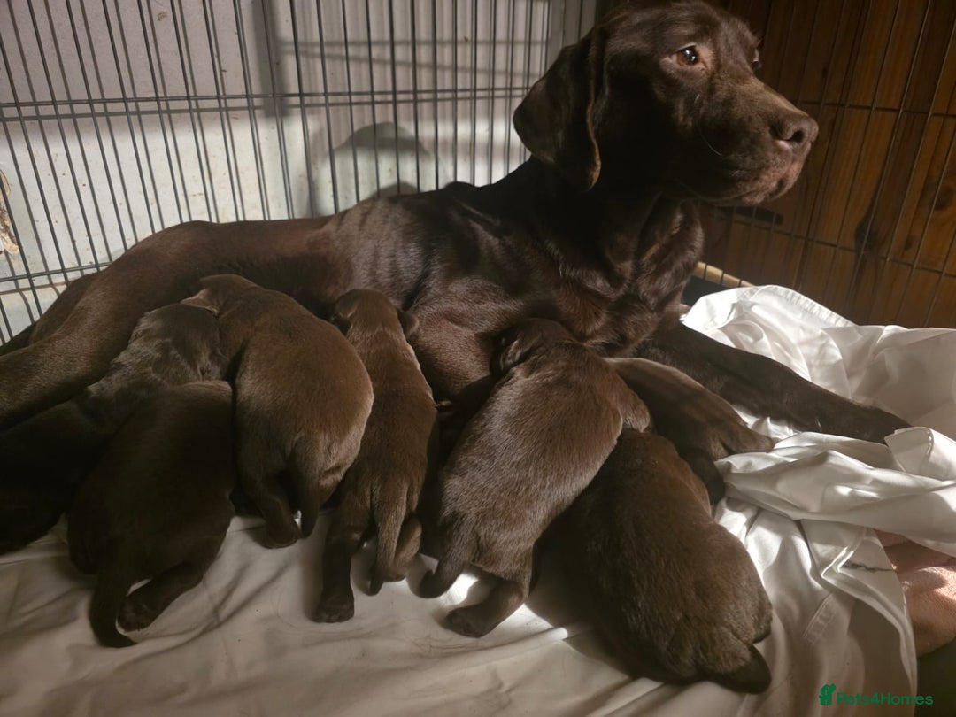 Cockerdor dogs for sale: Chocolate F1 cockerdor puppies  - Advert 7