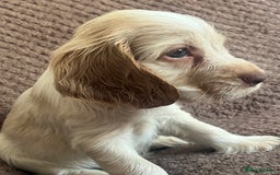 Cocker Spaniel dogs for sale: KC REG SHOW TYPE COCKER SPANIELS  - Image 7