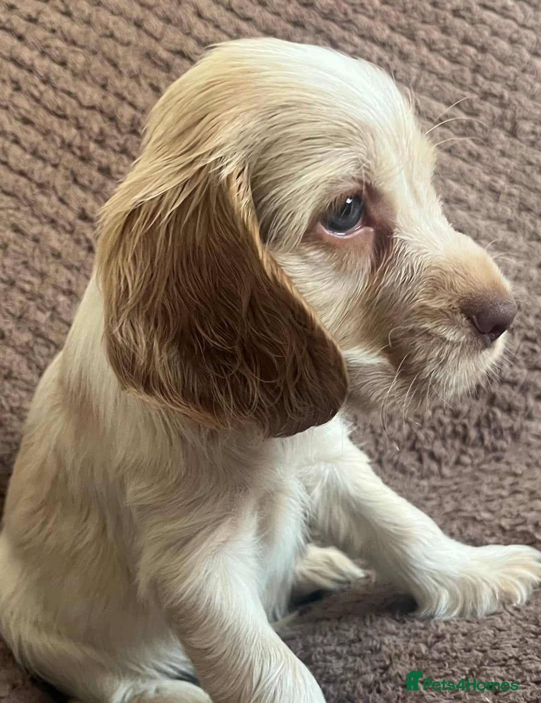 Cocker Spaniel dogs for sale: KC REG SHOW TYPE COCKER SPANIELS  - Image 7