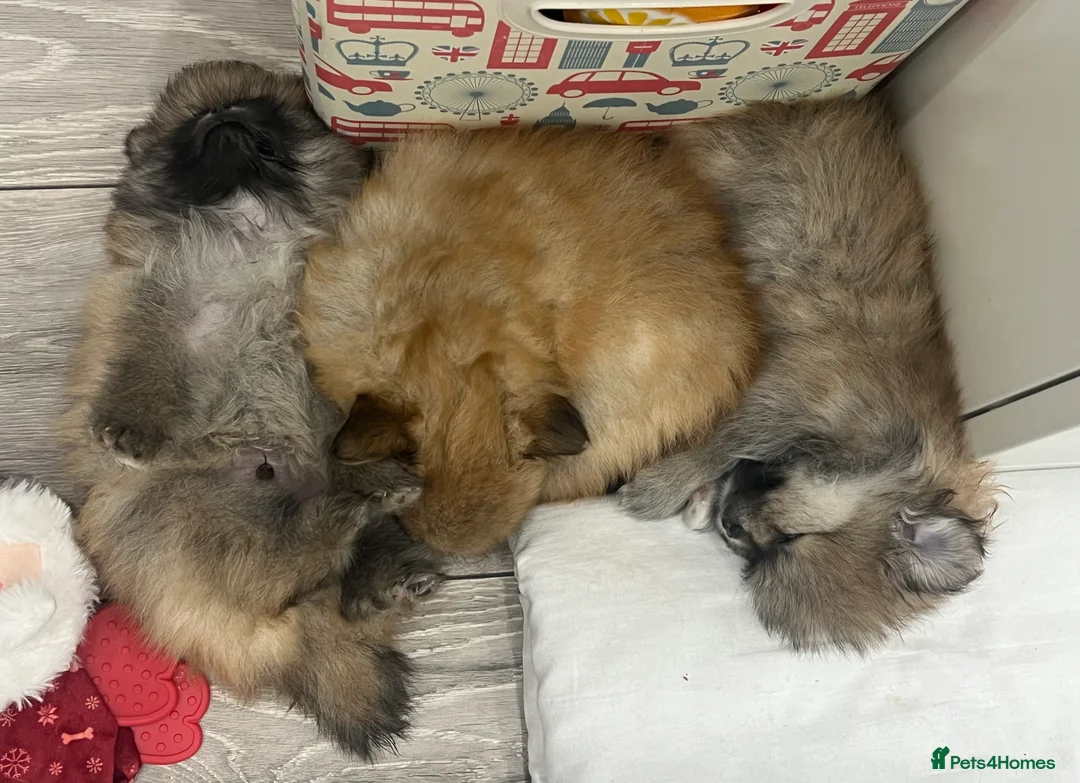 Pomeranian dogs for sale: 5 gorgeous Pomeranian puppies - Advert 12