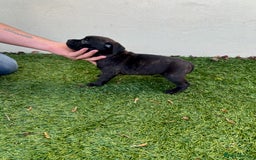 Staffordshire Bull Terrier dogs for sale: Gorgeous black brindle Staffy pups KC - Image 15