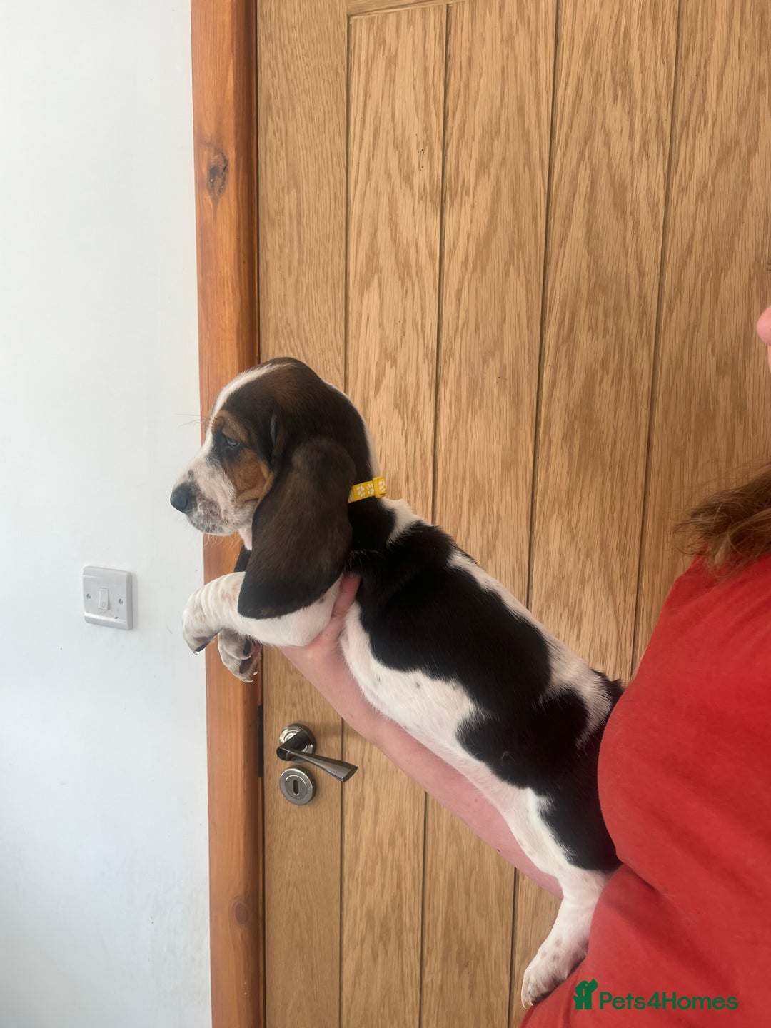 Basset Hound dogs for sale: Wonderful basset hound puppies available  - Image 4
