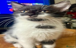 Domestic Shorthair cats for sale: Lovely funny little kittens  - Image 6