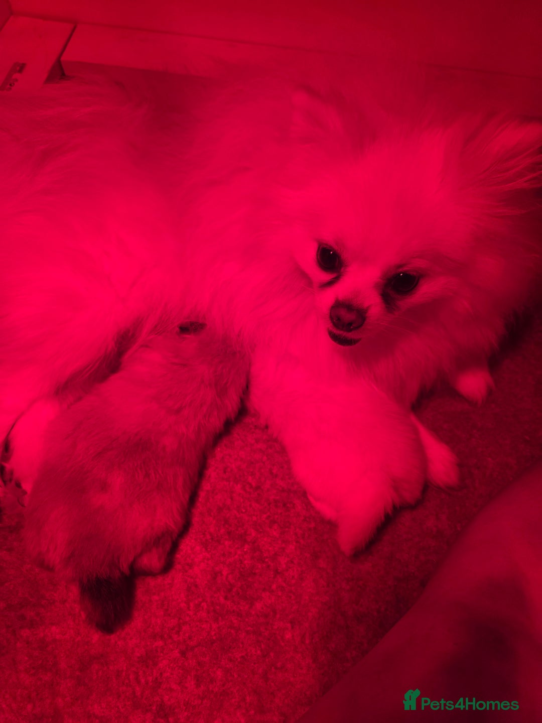 Pomeranian dogs for sale: Beautiful KC cream sable boy- champion bloodlines - Advert 3