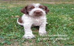 Mixed Breed dogs for sale: Fen Spaniels -Korthols x Eng Springer Spaniel  - Image 3