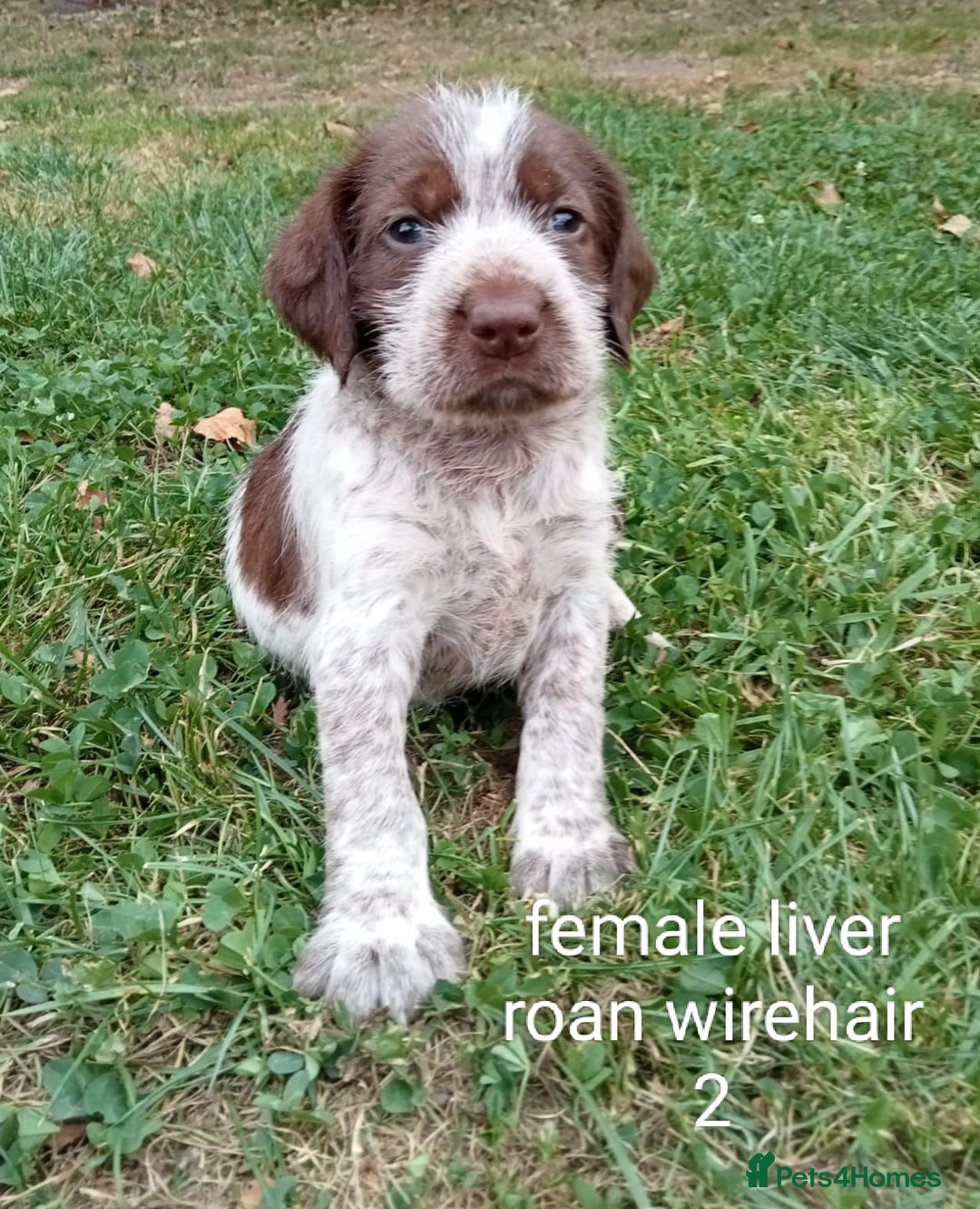 Mixed Breed dogs for sale: Fen Spaniels -Korthols x Eng Springer Spaniel  - Image 3