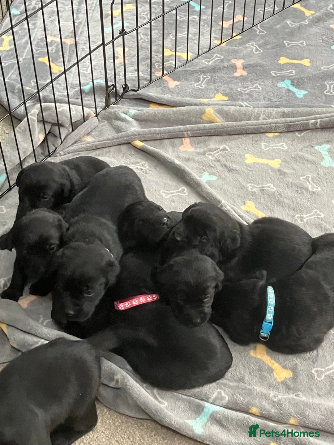 Labrador Retriever dogs for sale: Litter of 10 Beautiful black Puppies - Advert 6