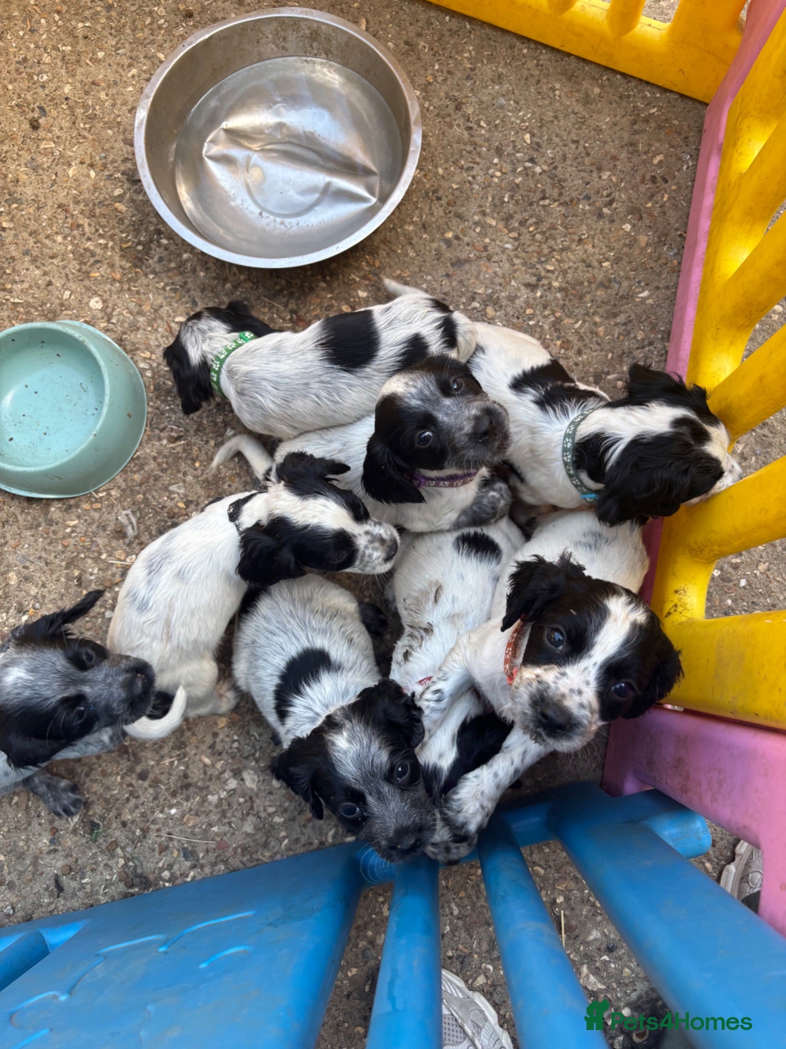 Cocker Spaniel dogs  Gorgeous Cocker Spaniel Puppies  Meet Mum & Dad!  - Advert 2