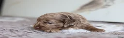 Cavapoo dogs for sale: F1 rare chocolate/choc Merle Cavapoo pups - Advert 14