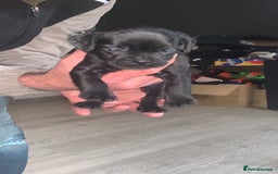 Mixed Breed dogs for sale: French I x patterdale - Image 5