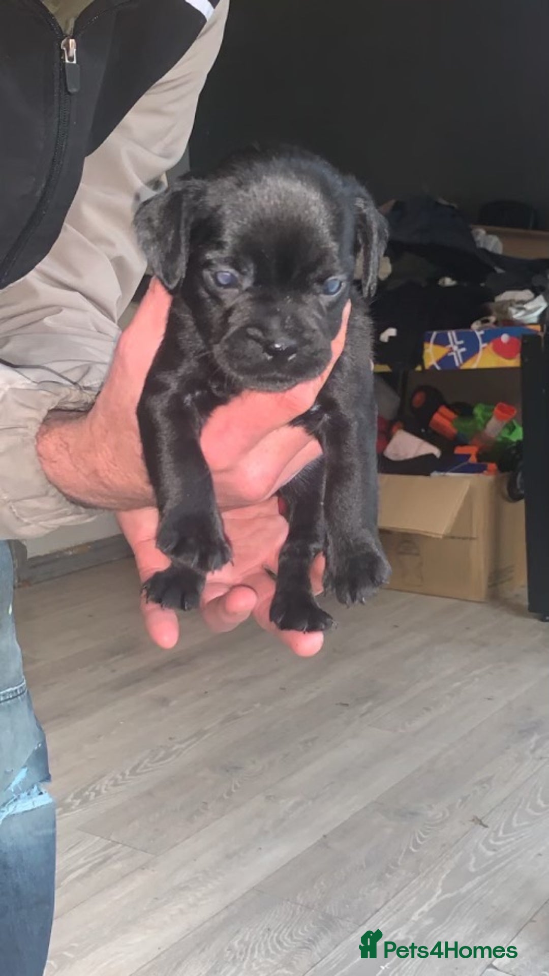 Mixed Breed dogs for sale: French I x patterdale - Image 5