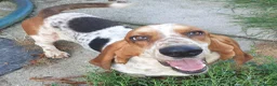 Basset Hound dogs for stud: Basset hound stud - Advert 3