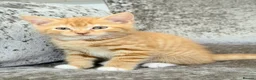 Mixed Breed cats for sale: READY TO LEAVE British ShorthairX kittens  - Advert 15