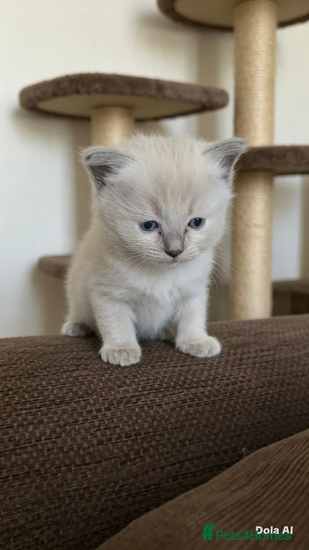 Ragdoll cats for sale: Beautiful Blue Point Ragdoll Kittens 🐾💙 - Advert 2
