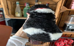 Bernedoodle dogs for sale: Standard Bernedoodle Blue Merle, Black White. - Image 26