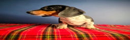 Dachshund dogs for sale: KC Registered Shorthaired dachshunds  - Advert 2